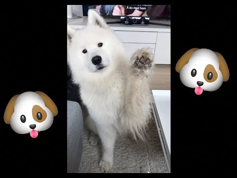 tik-tok-dog-compilation-(funny-memes)-🐶