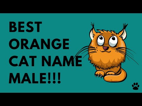 orange-cat-name-male---43-great-names-ideas---names!!!