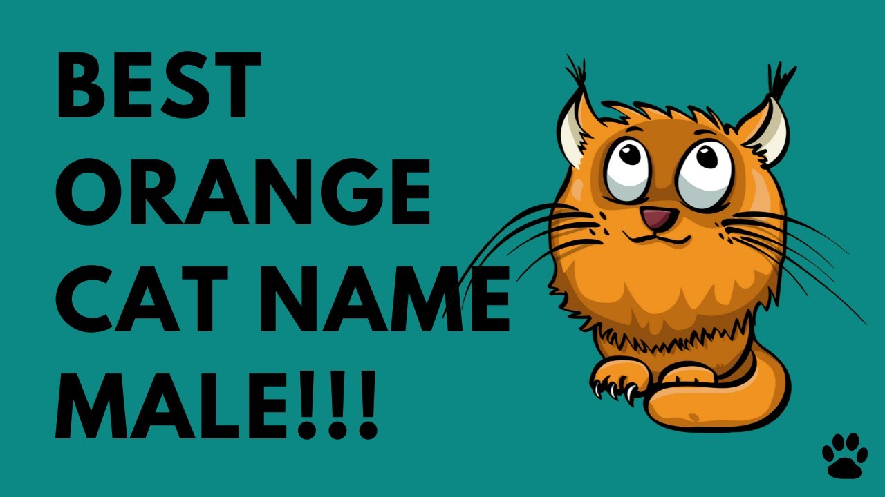 Orange Cat Name Male - 43 GREAT NAMES IDEAS - Names!!! - YouTube