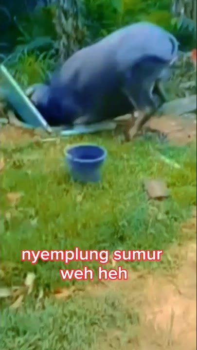 Sapi nyemplung sumur 😂 #shorts