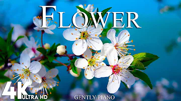 Flower World 4K • Relaxation Film - Peaceful Relaxing Music - Nature 4k Video UltraHD