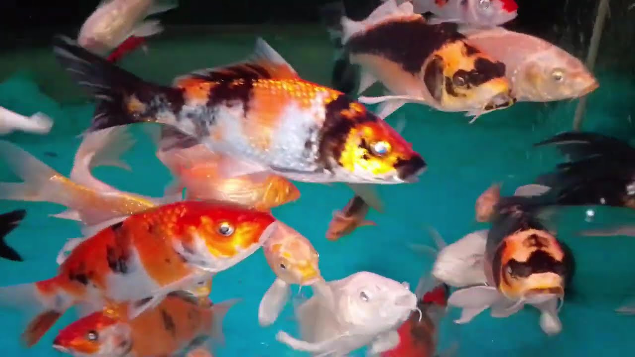 aquarium fish 