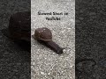 Slowest Short on YouTube 2.0