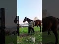 just the best horse