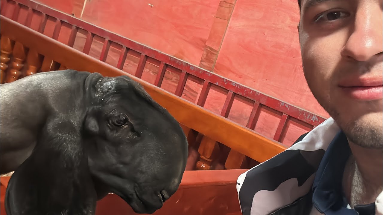 DULAN QO'YLARI HAQIDA VIDEYO NARXLARI BN TANISHING MASHAOLLOH