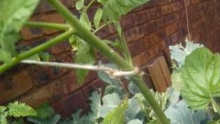 Lifting the tomatoes - Part2