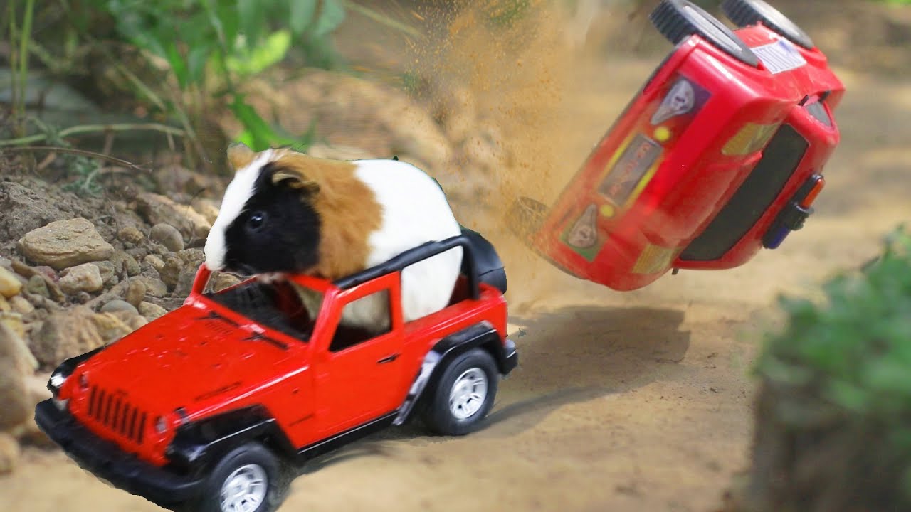 guinea pig movie YouTube