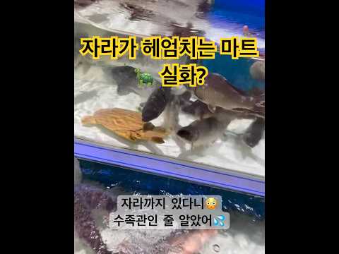 자라도 헤엄치는 마트🐢 중국 해산물 스케일 실화?