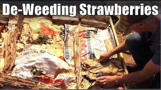 Easy Way to DeWeed a Strawberry Bed