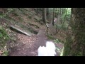 Samoyeds on a wood way