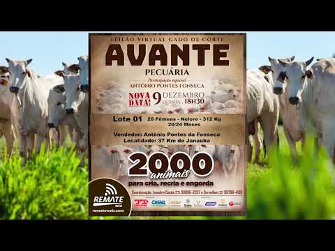Lote 01 - Leilão Virtual Gado de Corte Avante Pecuária