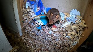 FEEDING squirrels caused MASSIVE Rat infestation inside Home…