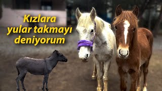 Kızlara Yular Takmayı Deniyorum