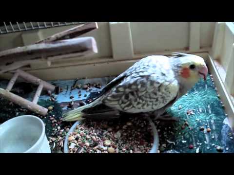 one month old cockatiel