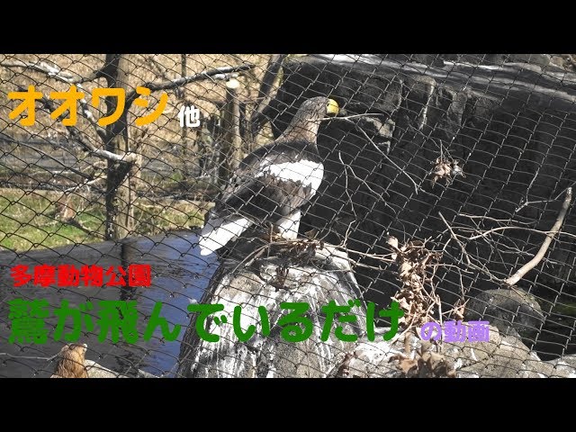 鳥好き、猛禽類好きにぜひ！鷲が飛んでいるだけの動画ですが（多摩動物