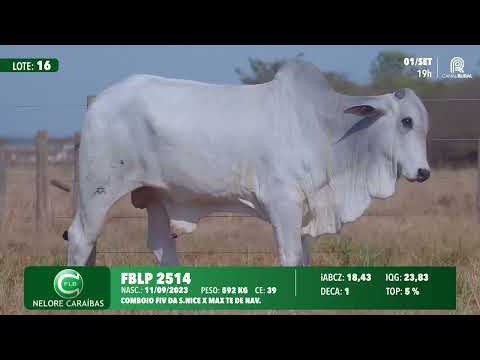 Lote 16   FBLP 2514