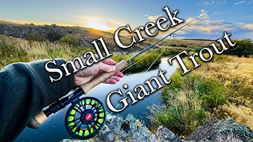 Sungai Kecil, Ikan Trout BESAR — Mengapa Tak Ada yang Memancing di Sini!?