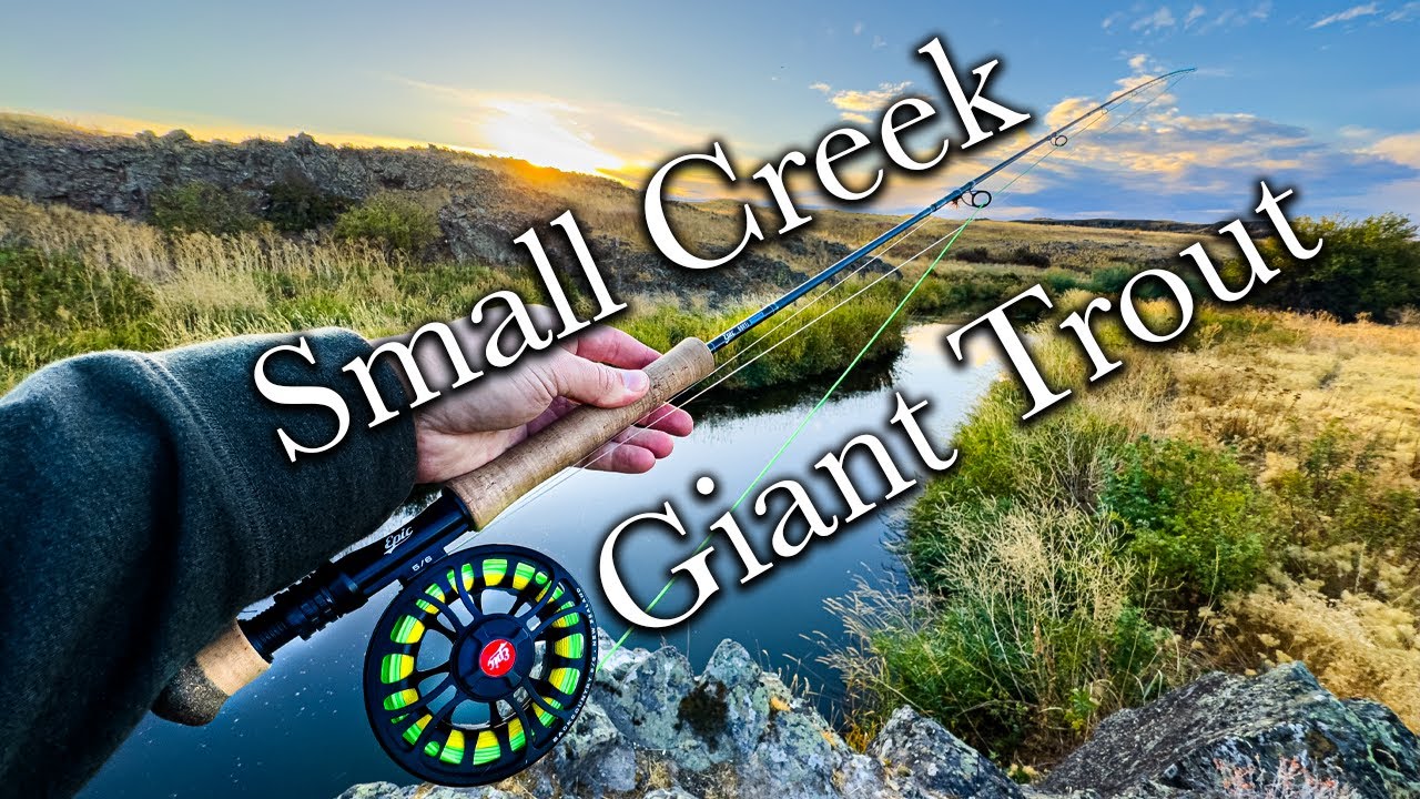 Маленький ручей, ОГРОМНАЯ форель — почему здесь никто не рыбачит!?