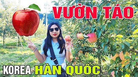 [Du lịch Hàn Quốc] ĐÃ MẮT tham quan VƯỜN TÁO HÀN QUỐC KHỦNG siêu ngon ngoại ô Seoul đầu thu 09-2022