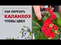 Как обрезать каланхоэ, чтобы цвел. Почему не цветет каланхоэ