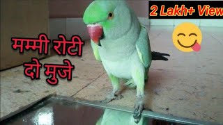 || मिट्ठु  प्यारा तोता || lovely parrot || taking parrot ||