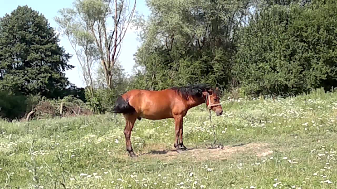 HipHop Horse YouTube