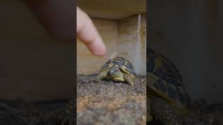 Darla, my Western Hermann’s tortoise walks over for gentle head rubs and shows real trust.