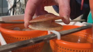 Farming scallops in Maine