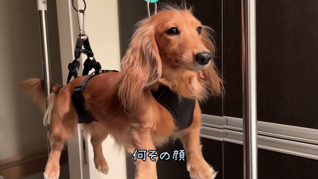 衝撃】可愛いダックスが飼い主にケリをいれるw - YouTube