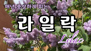 라일락 매년 풍성하게 피우기/라일락 가지치기/Lilac pruning
