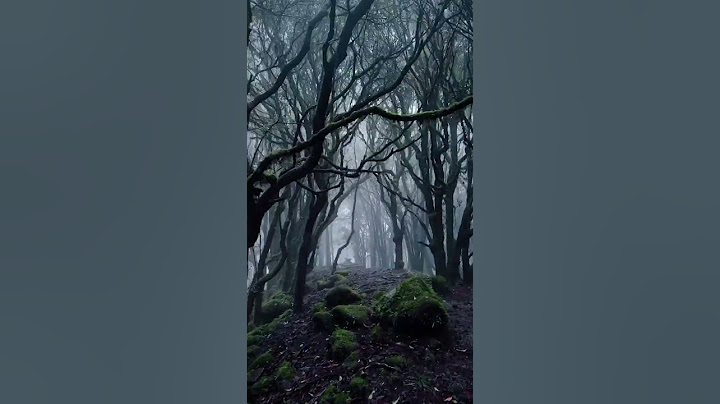 Walking into the primeval forest, the winding paths lead to a strange atmosphere.#youtubeshorts