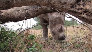 Feeding the Rinos in Zimbabwe - Africa