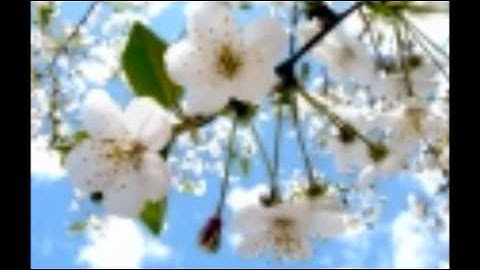 Begin the Beguine Instrumental version - Instrumental performance video thumbnail