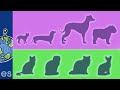 Perros vs Gatos: La Paradoja de la Diversidad