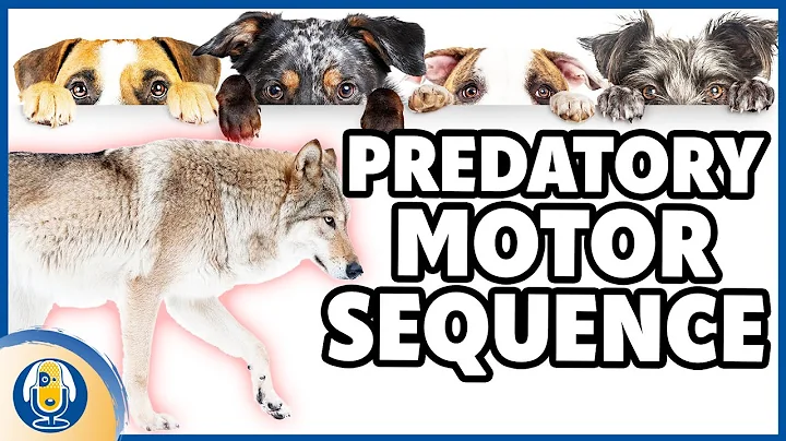 Why Prey Drive Matters In Successful Dog Training