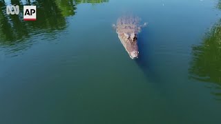 Celebrity Snappy croc takes down flying drone in Australia Wealth