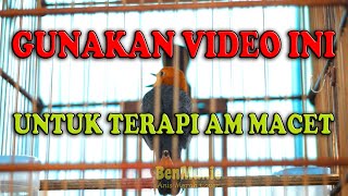 🔴 BRAINWAVE SOUND, GUNAKAN VIDEO INI UNTUK TERAPI ANIS MERAH MACET