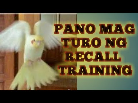 Video: Paano Magturo Ng Cockatiel