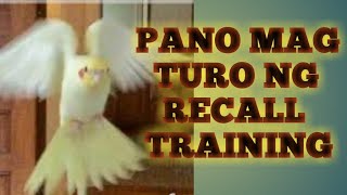Tips For Training Flight Recall |How To Train Your Bird For Free Flight | Start Them Young!