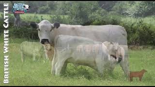 British White Cattle Association of America