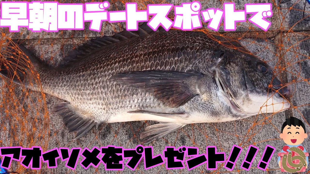 デートスポット 横浜みなとみらいで黒鯛にアオイソメをプレゼントする Youtube