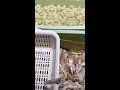 Late night cooking vibes and satisfying sounds｜ POV