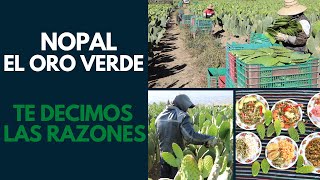 ¿POR QUÉ EL NOPAL ES EL ORO VERDE DE MÉXICO?