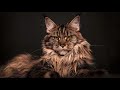 Medeski Martin &amp; Wood - Cat Creeps
