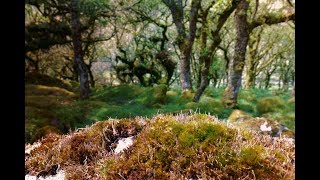 Legends of Wistman's Wood