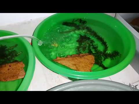 Video: Axolotl - Ambystoma Mexicanum Reptile Breed Hipoalergénico, Salud Y Duración De La Vida