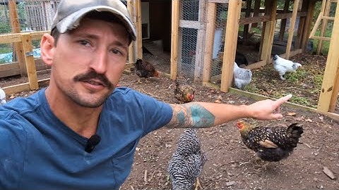 How to Introduce NEW Chickens to your Existing Flock