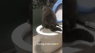 British shorthair using toilet without any training