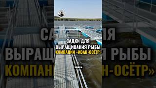 Садки для выращивания рыбы компании «Иван-Осётр» #иваносетр #рыбалка #рыбоводство