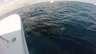 Isla Mujeres Whale Shark Swim By